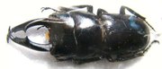 MACRODORCUS striatipennis continentalis