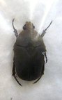 TEPHRAEA pulverilenta M