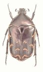 PROTAETIA celebica