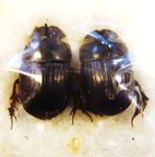 COPRIS puncticollis