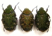PSEUDINCA camerunensis