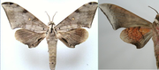 POLYPTYCHUS murinus
