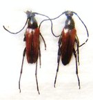STENURELA melanura
