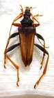 MASTODODERA sp n&deg;1