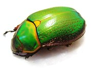 CHRYSINA spectabilis