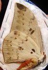 PSEUDOBUNAEA alinda M