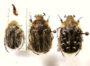 TROPINOTA (Epicometis) turanica