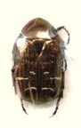 CETONIA aeratula