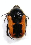 PHOXOMELA umbrosa