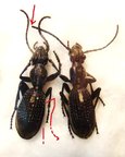 cypholoba sp