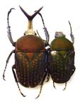 MEGALORHINA harrisi eximia f.harrisi,C