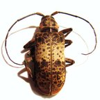 CEROPLESIS adusta