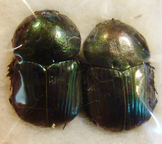 ONITIS alexis septentrionis
