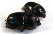 XYLORYCTES thestalus 