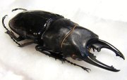 ODONTOLABIS bellicosa M