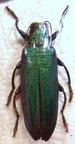 DEMOCHROA detanii