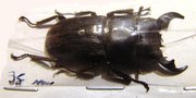 DORCUS reichei hansteini M 