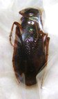 MEGACEPHALA regalis katangana