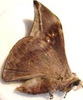 ORTHOGONIOPTELUM adiegetum ssp M