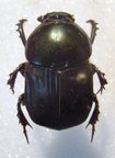 ONITIS vanderkelleni M