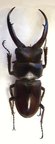 PROSOPOCOILUS gracilis M
