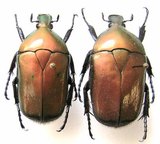 TORYNORRHINA apicalis