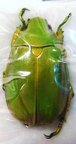 CHRYSINA expansa