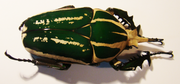 MECYNORRHINA torquata poggei