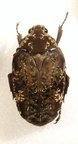 PSEUDINCA incoides