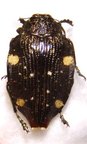 POLYBOTHRIS auropicta