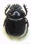 SCARABAEUS furcatus