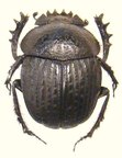 SCARABAEUS catenatus