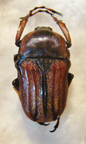 COSMIOMORPHA decliva baryi M