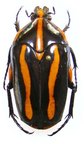 CLEROTA rigifica