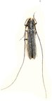 CALAMOBIUS filum