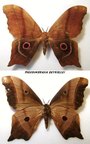 PSEUDIMBRASIA deyrollei M