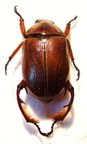 PARAHETEROSTERNUS ludeckei M