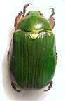 CHRYSINA (Plusiotis) leconti M