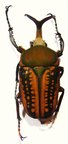 MEGALORHINA harrisi procera f. haroldi