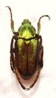 HEMIPHAEDIMUS inermis M