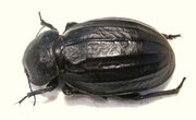 PSAMMODES sulcicollis 