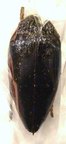 STERNOCERA orissa variabilis