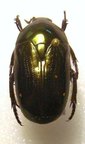 POECILOPHARIS bouruensis