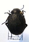 PIMELIA sp