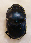 PROAGODERUS gibbiramus M A1 Major
