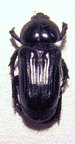 GENUCHUS colasie