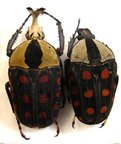 AMAURODES passerinii nyanzanus