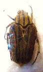EUSELATES cineracea