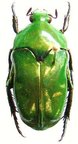 ISCHIOPSOPHA nigriloba