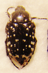 OXYTHYREA cinctella